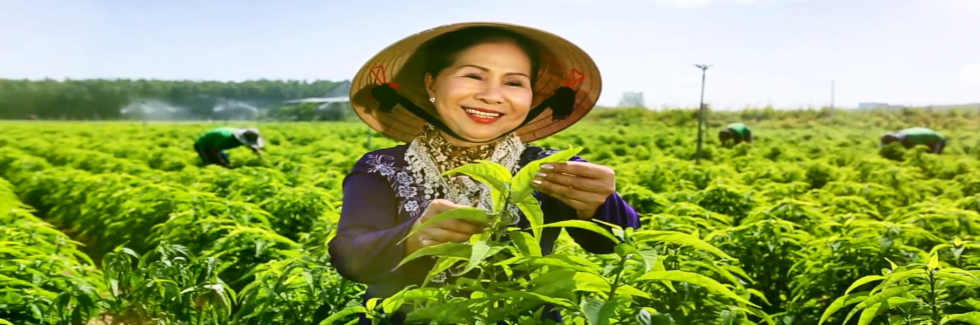 vườn nguyên liệu trà tâm lan